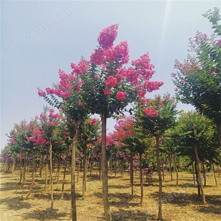美如画绿化 高杆行道树紫薇   1.5-3m  花坛装饰  食品农业