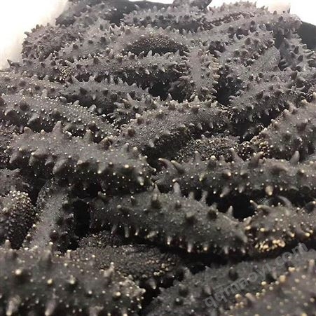 海參大量銷售-俄羅斯海參-現(xiàn)貨供應(yīng)-淡干