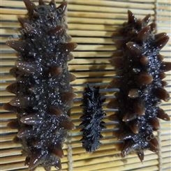 海參廠家供應-廠家批發足干海參-產地貨源